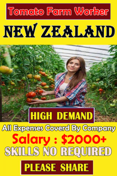 Tomato Farm Jobs New Zealand
