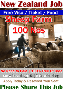 Sheep Farm Jobs in New Zealand