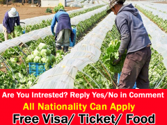 Farm Worker Required in New Zealand