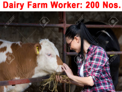 Dairy Farm Jobs in Canada