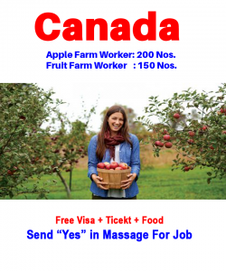 Apple picker in Canada for foreigner |2021|