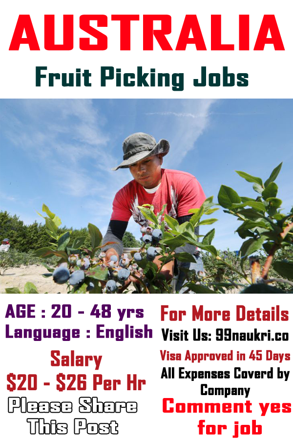 Fruit Picking Jobs Australia Salary