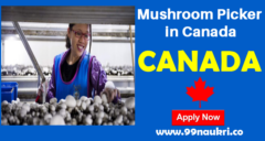 Mushroom Picker in Canada