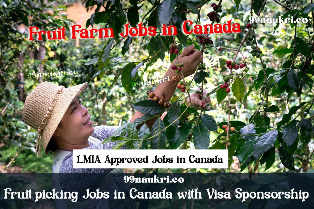 Fruit picking Jobs in Canada with Visa Sponsorship