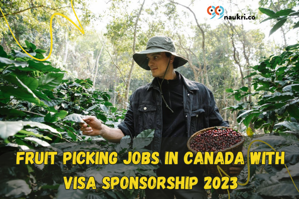Fruit Picking Jobs in Canada with Visa Sponsorship 2023