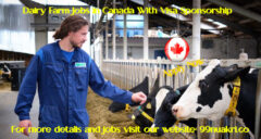 Dairy Farm Jobs in Canada With Visa Sponsorship