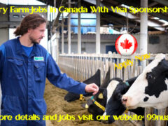 Dairy Farm Jobs in Canada With Visa Sponsorship