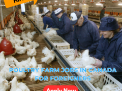 Poultry Farm Jobs in Canada For Foreigners