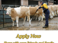 Cow Farm Jobs in Canada