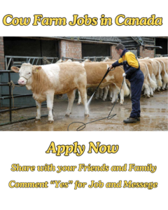 Cow Farm Jobs in Canada