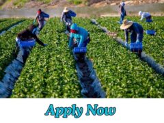 General Farm Worker Jobs in Canada