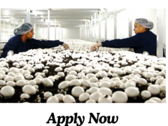 Mushroom Farm Jobs in Canada