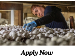 mushroom picker Jobs in Canada