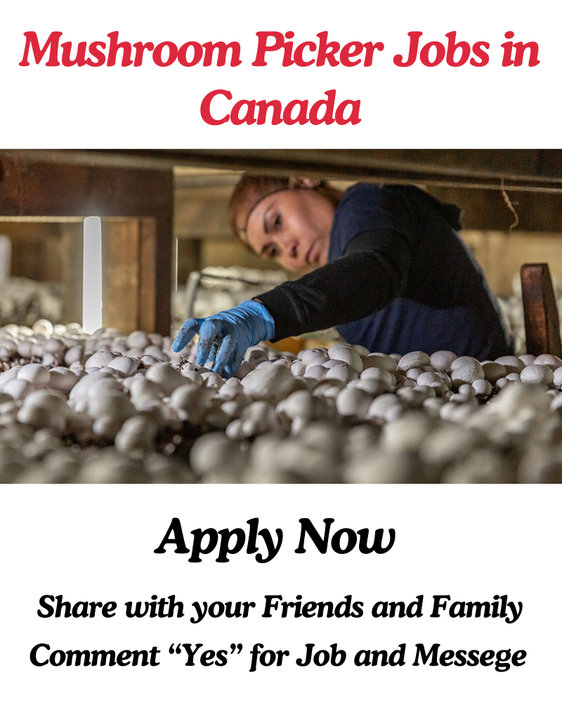 mushroom picker Jobs in Canada