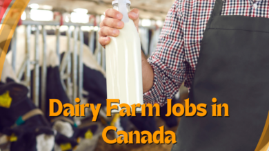 Dairy Farm Jobs in Canada